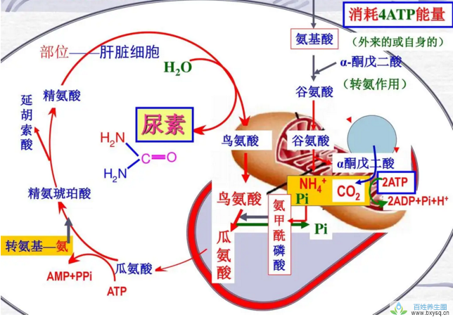 氨基酸代谢.png