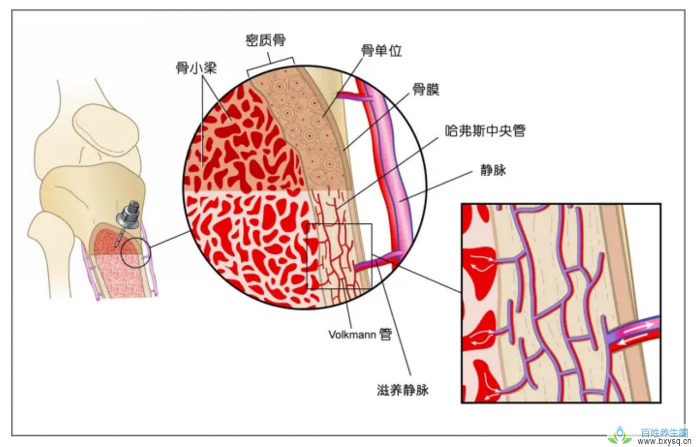 牦牛三髓多肽粉是不是药物？牛骨髓肽粉的作用与功效？对皮肤好吗